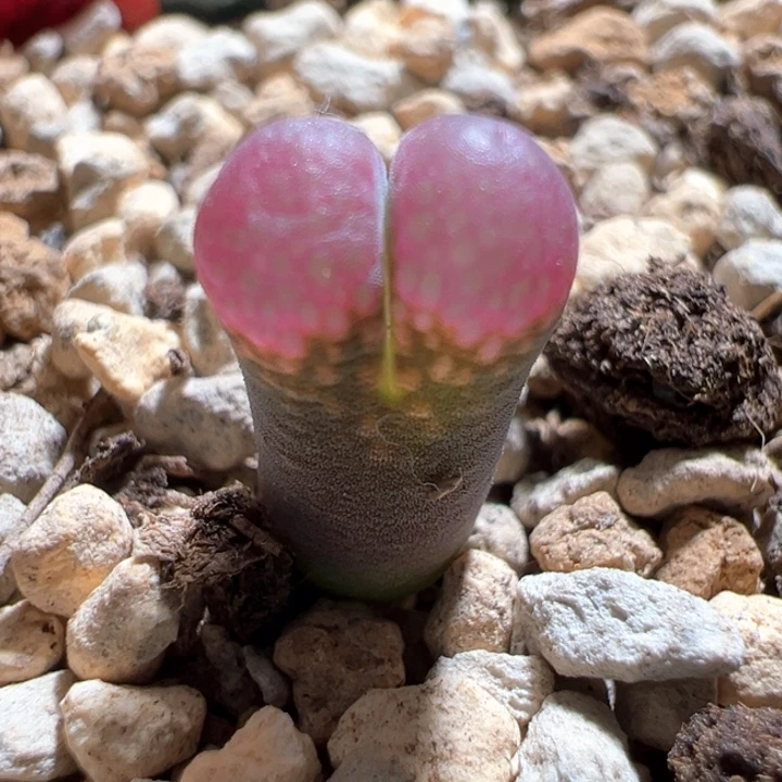 241。小尺寸福利 c10x贝瑞公主。8.5折后价