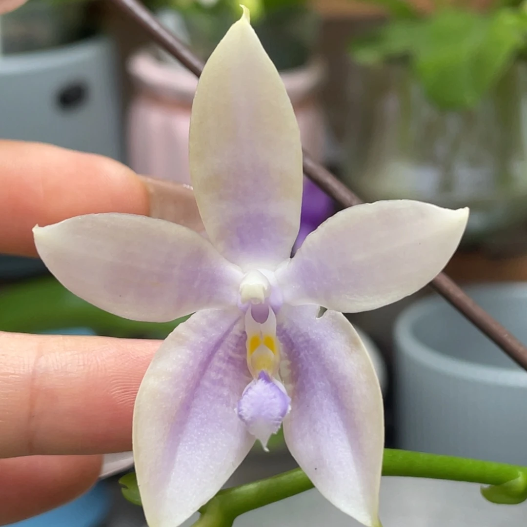 大部分开放少量花苞