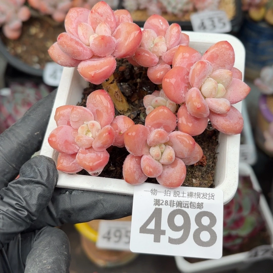 红洛神无盆土发货