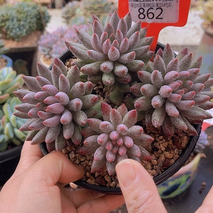 862虞美人。