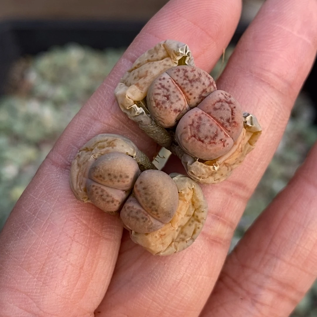 5943两颗双头c388