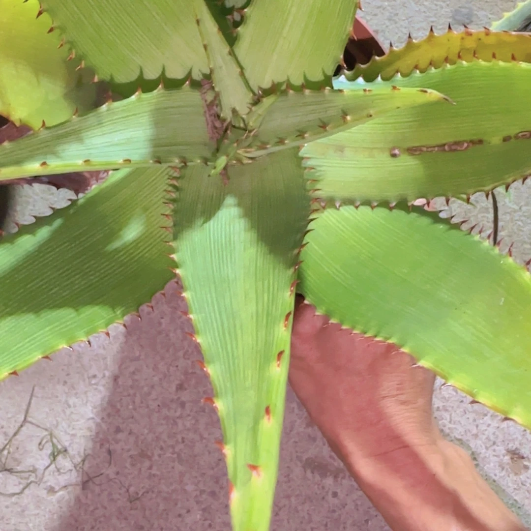 中***唇块根植物块茎植物