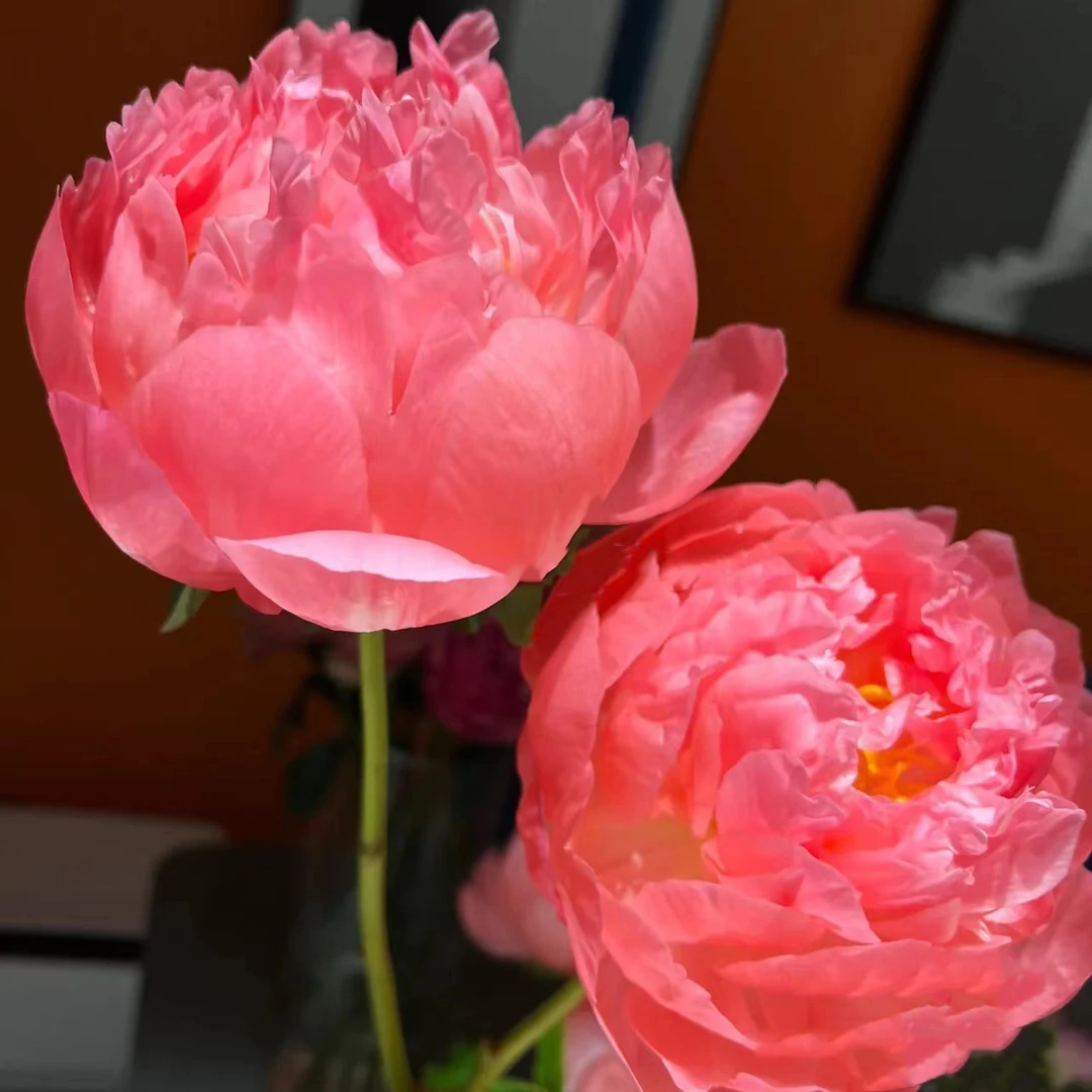 【菏泽夏威夷珊瑚粉】重瓣大芍药鲜花水养插花鲜切花牡丹花菏泽直发