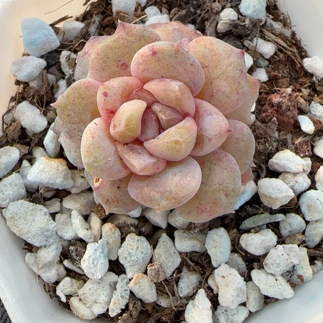 多肉小卡拉米糖心一物一拍