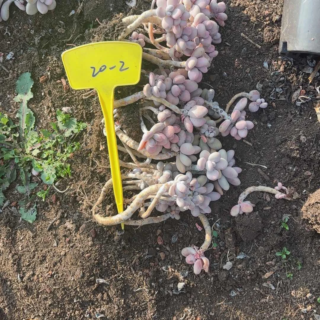 夏**殇桃蛋散装的20-2。