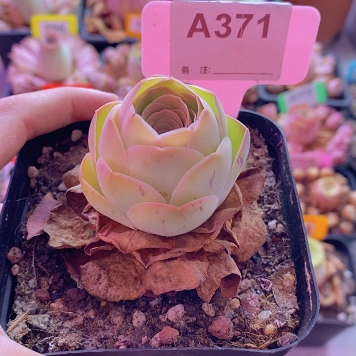 曦***山地玫瑰一物一拍371