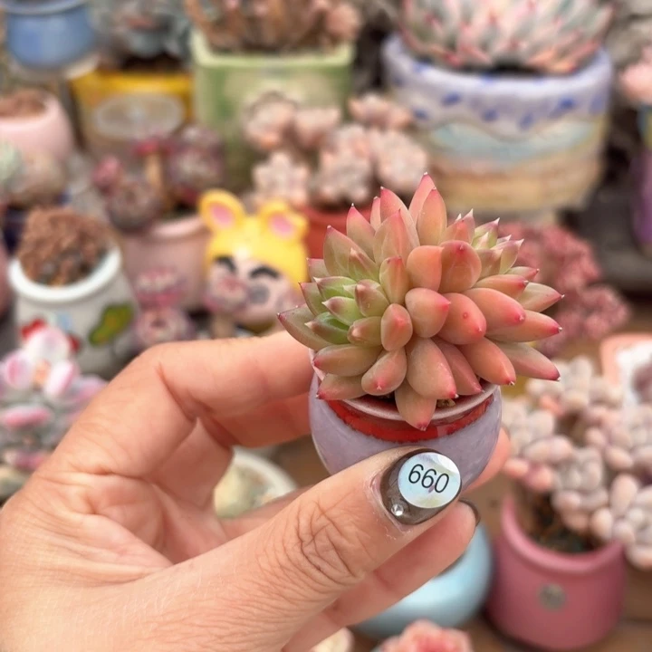 660 多肉含盆土 满30元包邮 除偏远地区