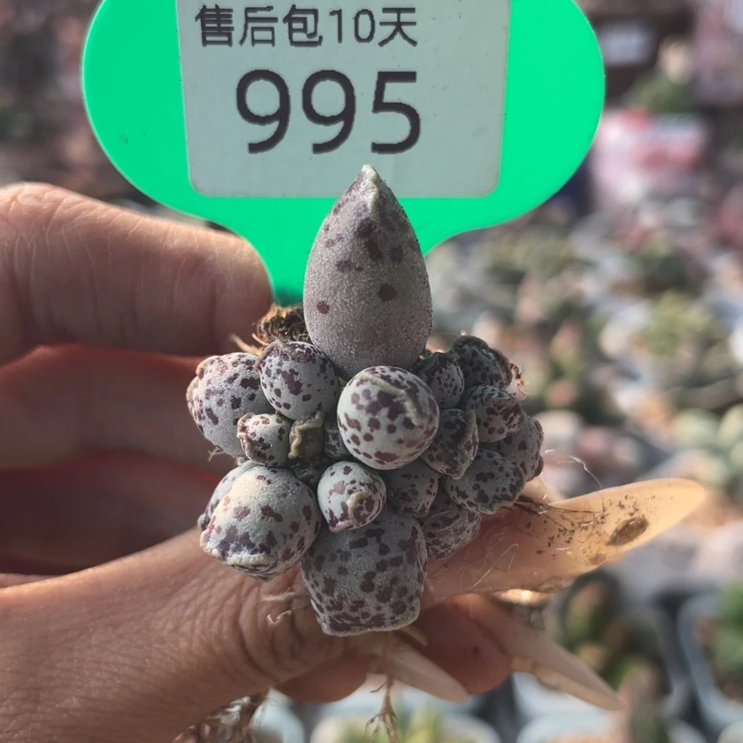 福利。995。