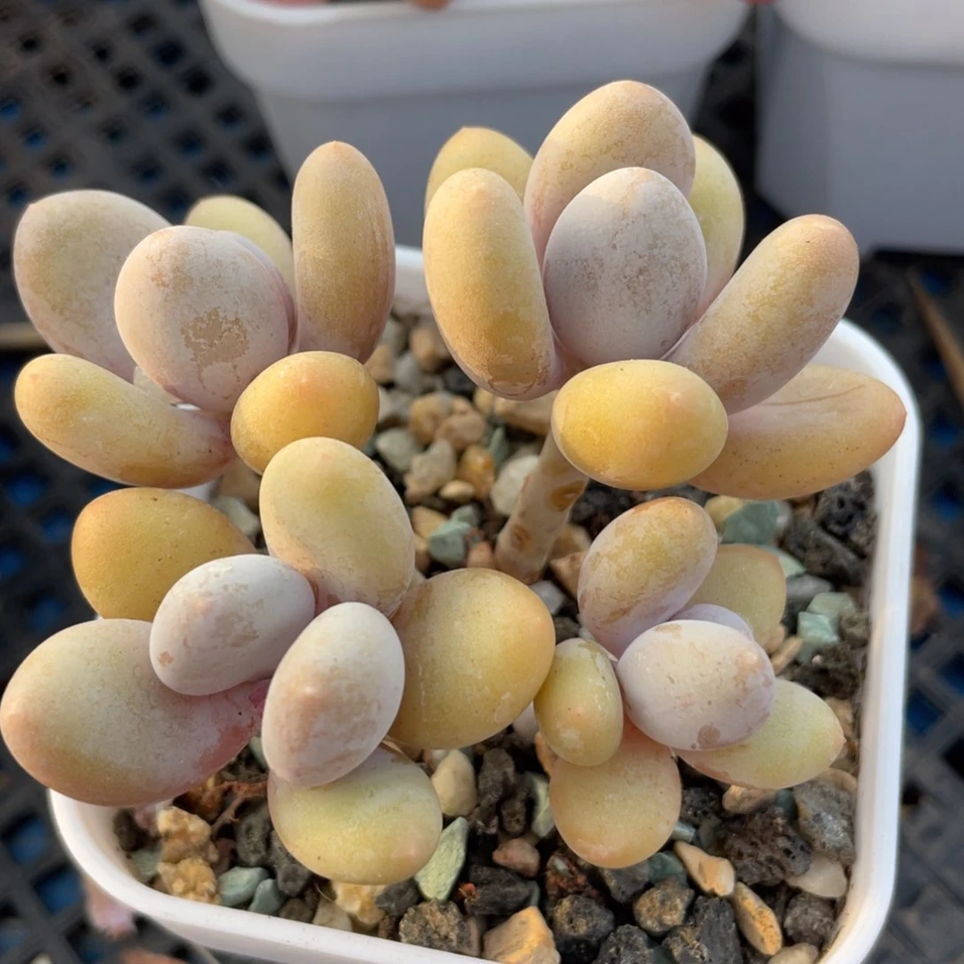 芭比奶酪群生无砍38