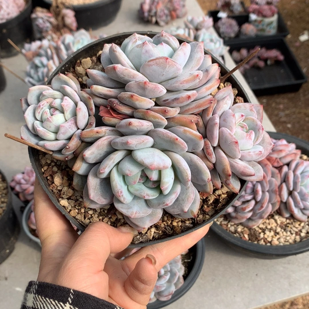 哈哈哈哈哈哈哈哈哈哈