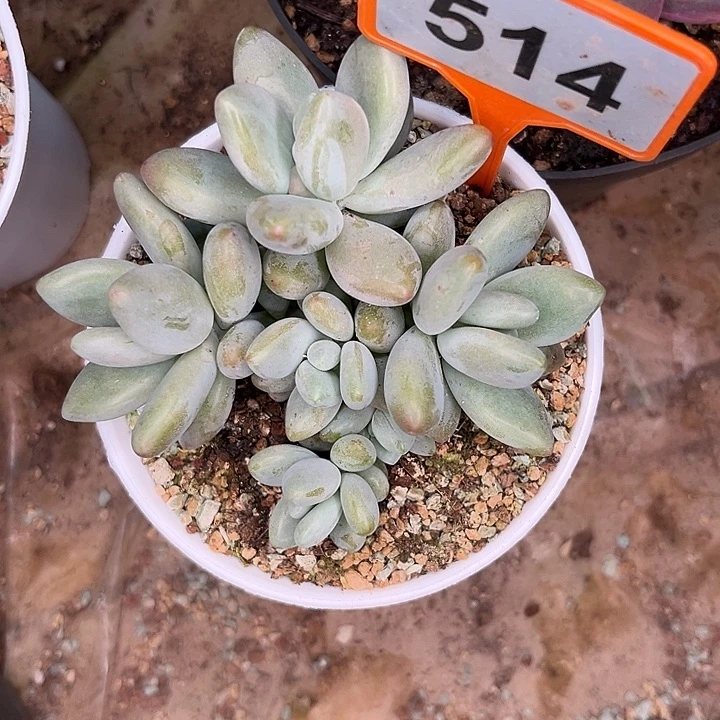 怀***店多肉植物白兰地514