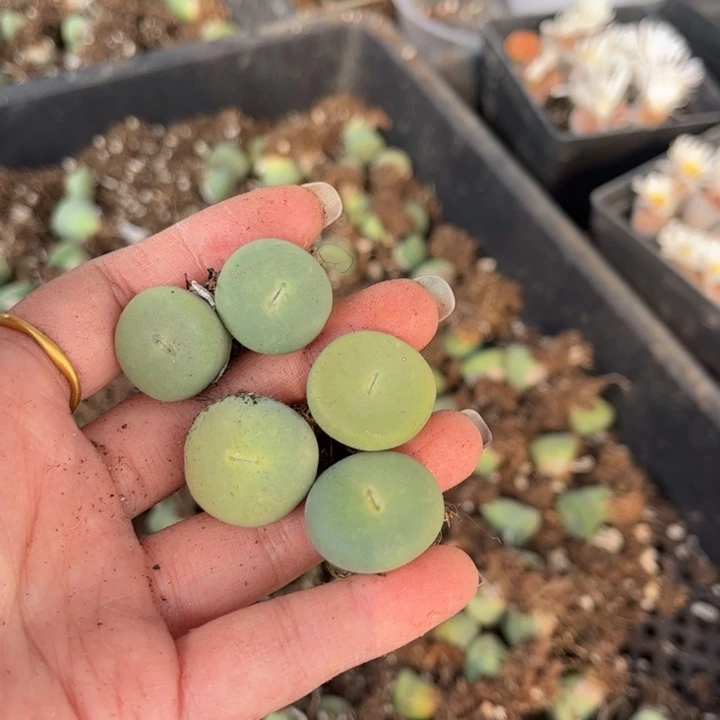 五颗小红嘴88888888