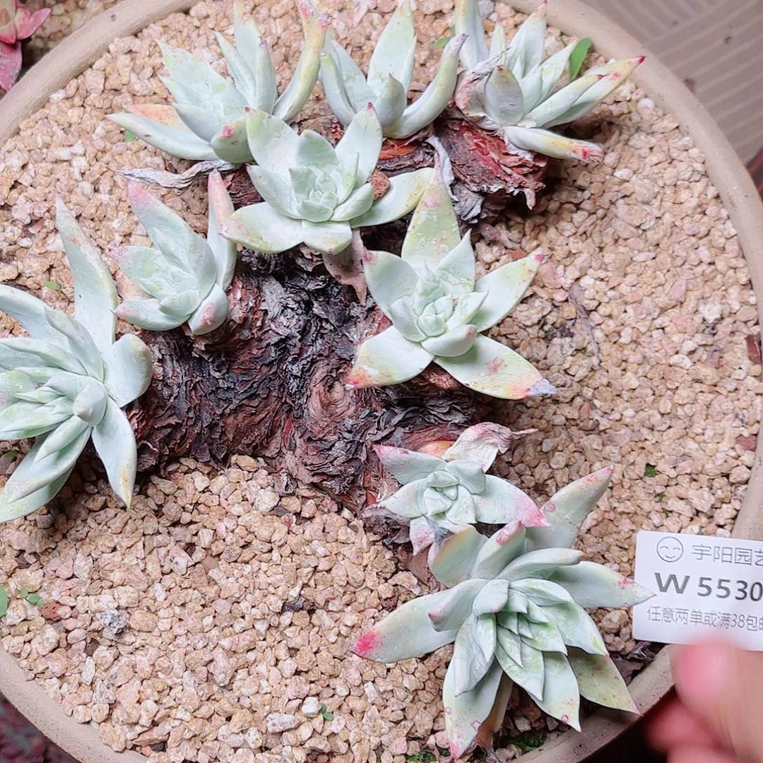 5530瑕疵苹果叶多肉