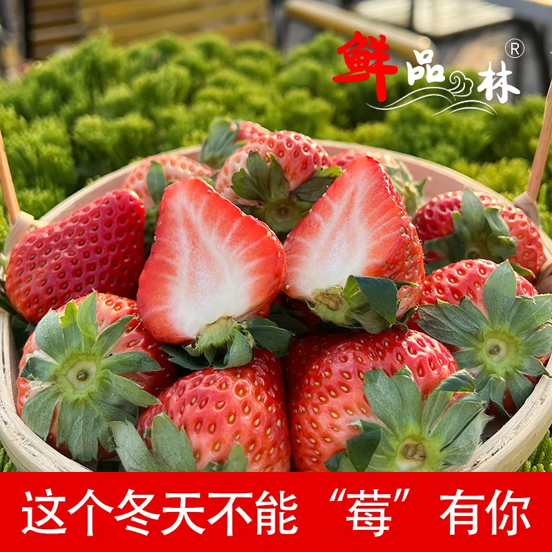 正宗丹东99草莓 现摘现发空运包邮