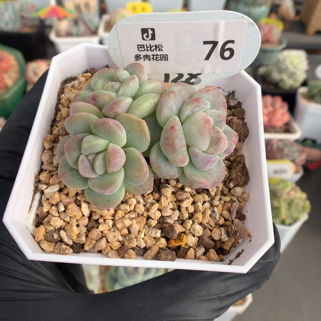 76 冰玉石化多肉多肉多肉