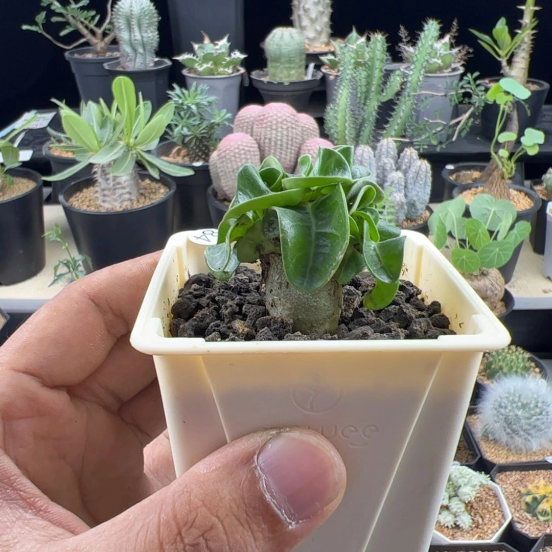 卡汉羊角1.7一物一拍带盆发