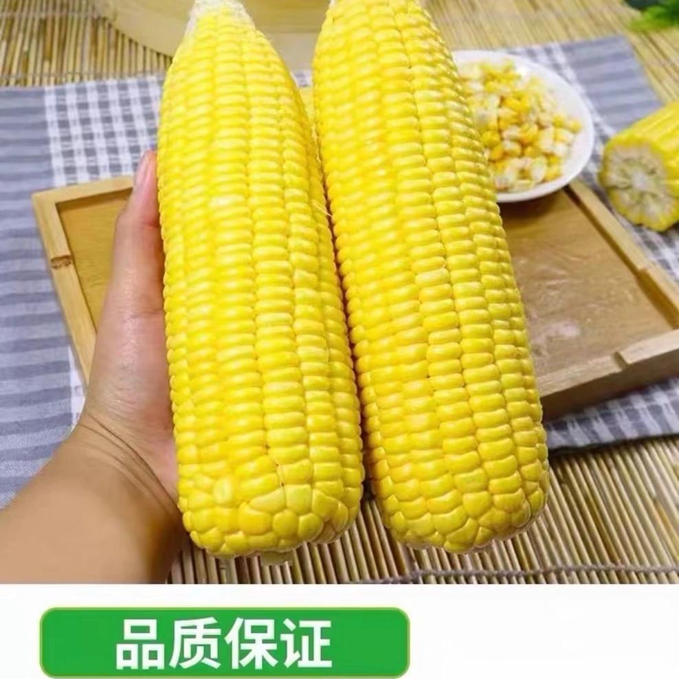 新鲜云南水果甜玉米可生吃清甜多汁适合蒸煮榨汁产地直发