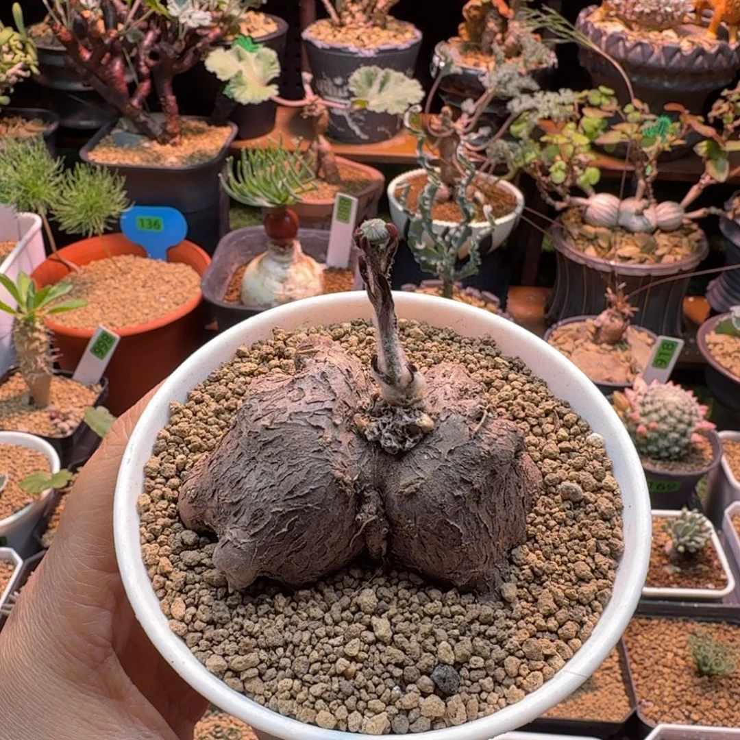 海星厚墩菊122 仙人球