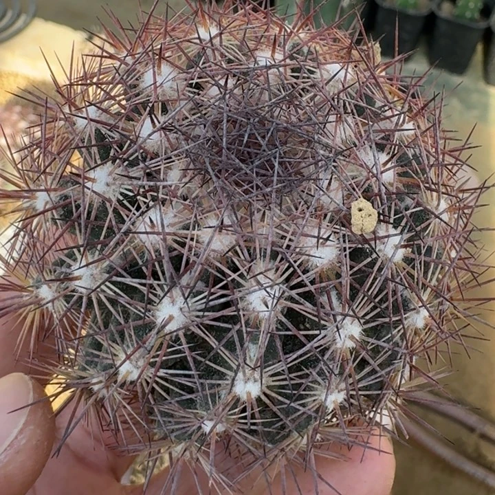 凌玉有根66666666666