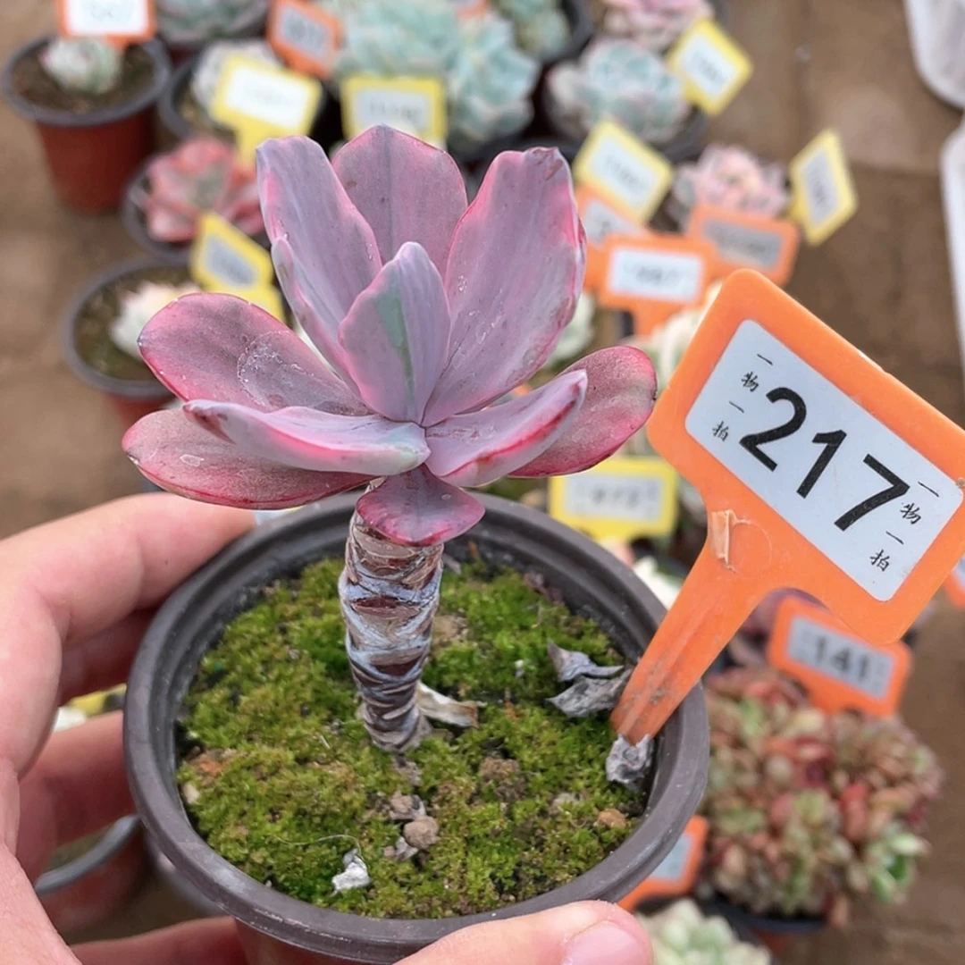 【闪购商品】217号