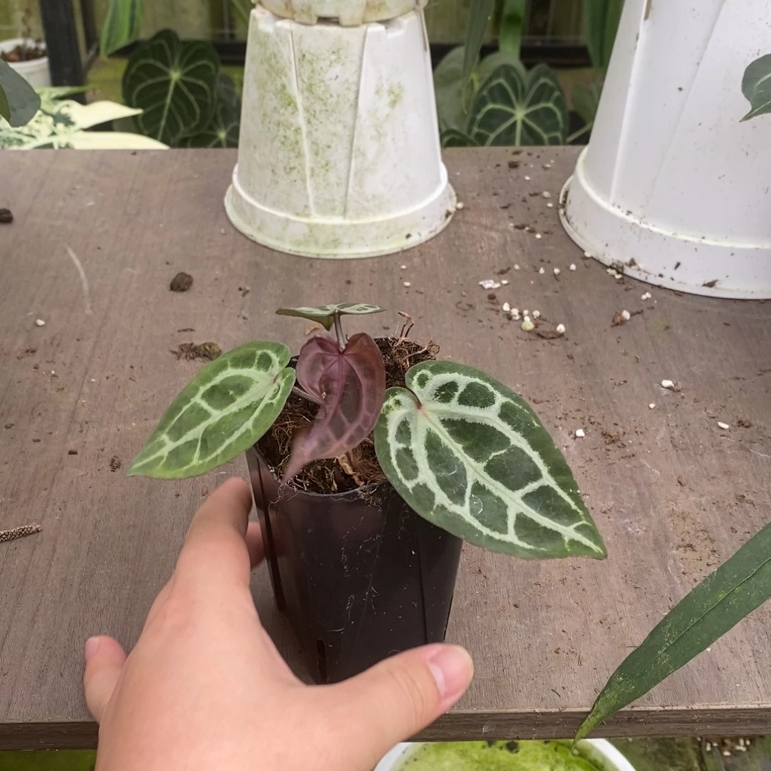 无花朵nse红水晶花烛