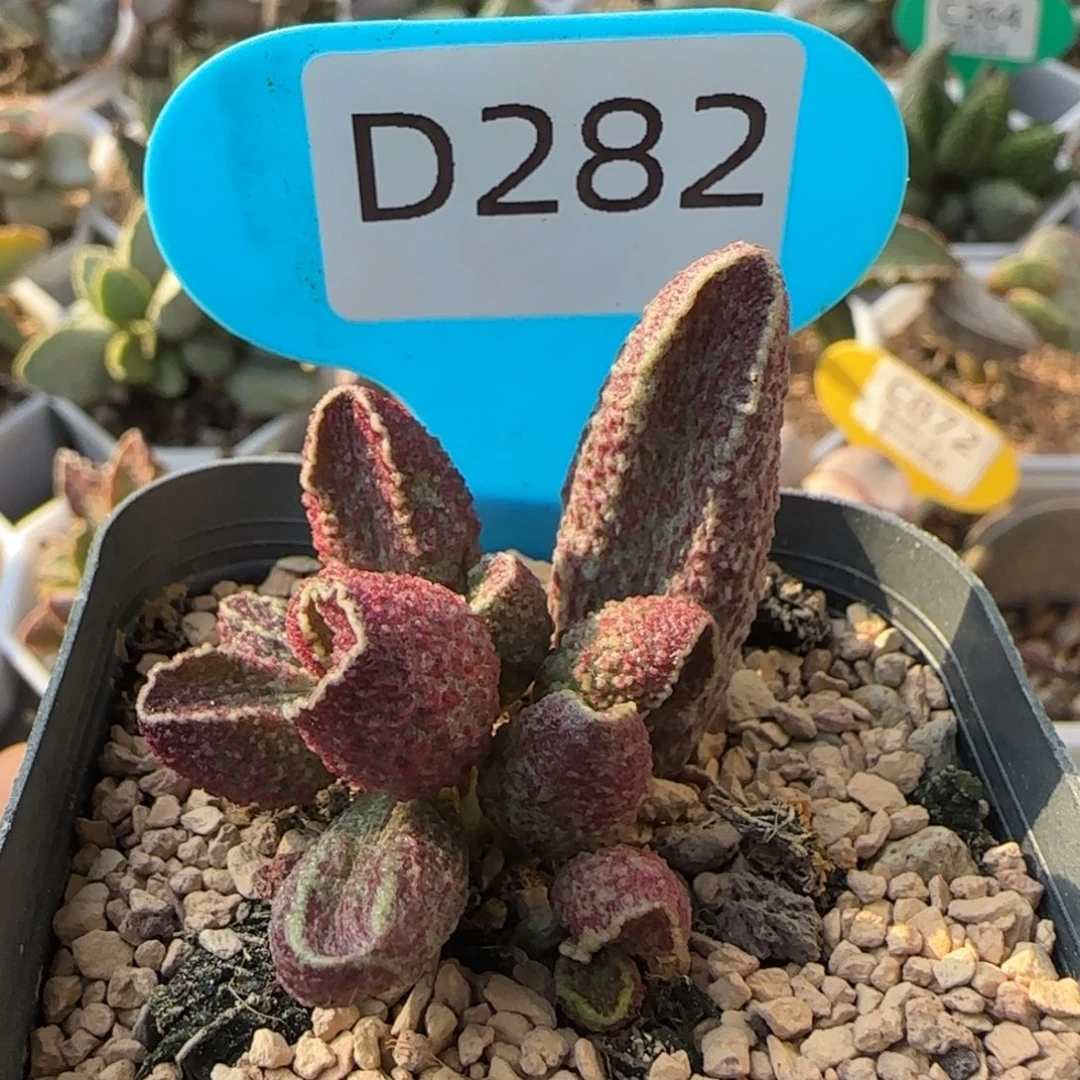 花猪肝。    282。