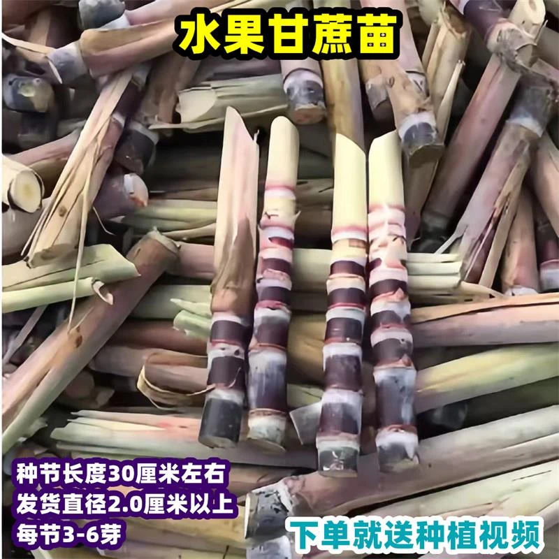 广西黑皮甘蔗苗种带芽孢种植黄金白玉苗种青皮水果甜甘蔗种苗种子