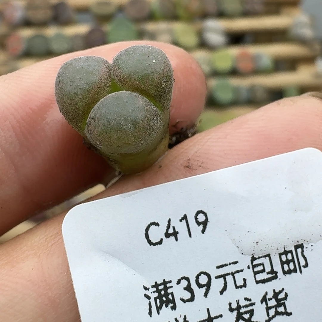 419多肉哈哈哈哈哈哈哈
