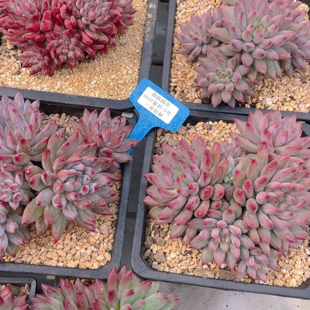 0531-3-大群羽毛体虞美人一颗