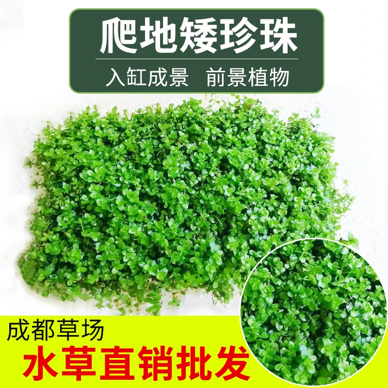 鱼缸前景水草坪迷你爬地矮珍珠趴地牛毛天湖荽活体真植物装饰造景