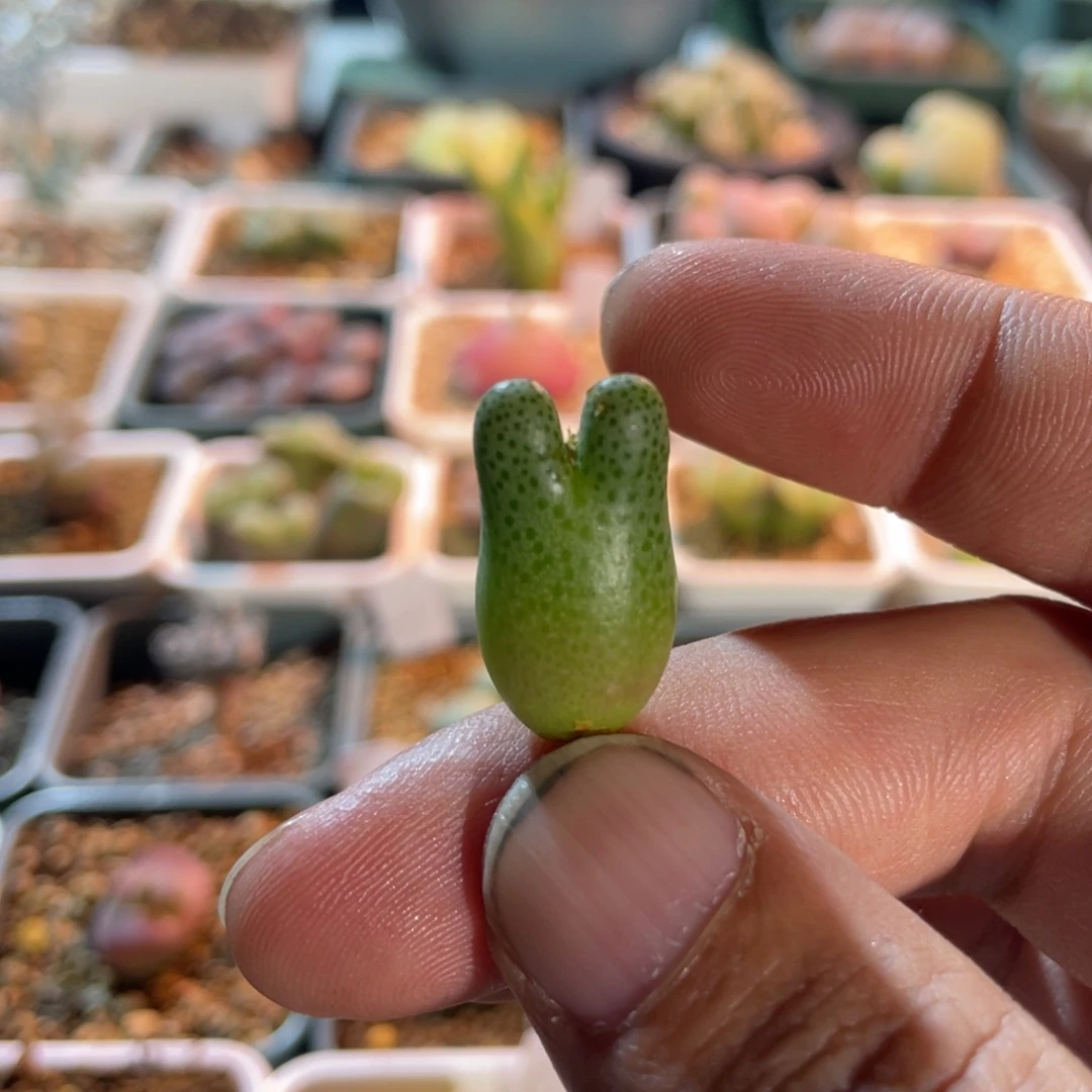 斑马杂交单头植物一物一拍