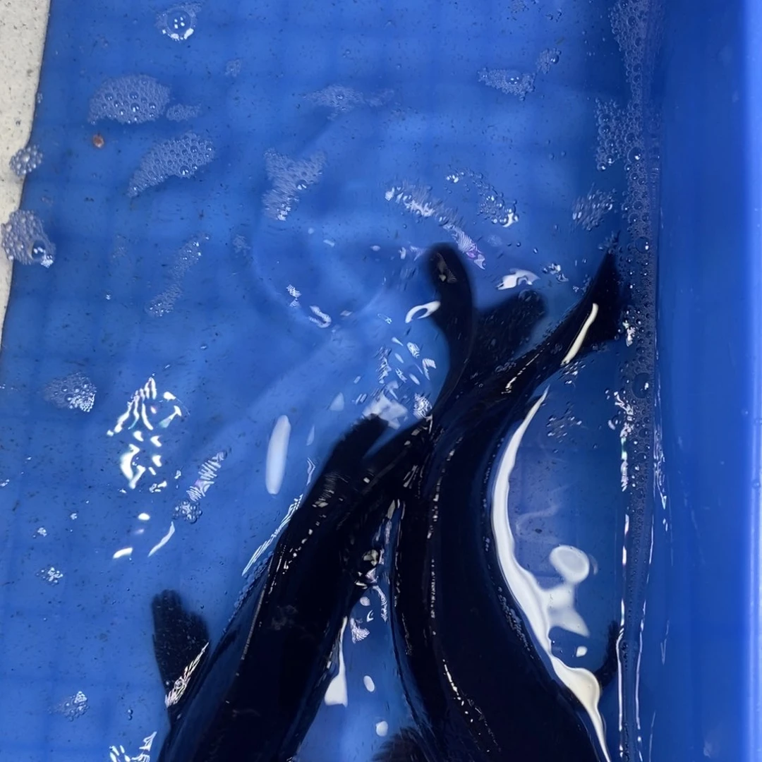 锦鲤冷水锦鲤包邮