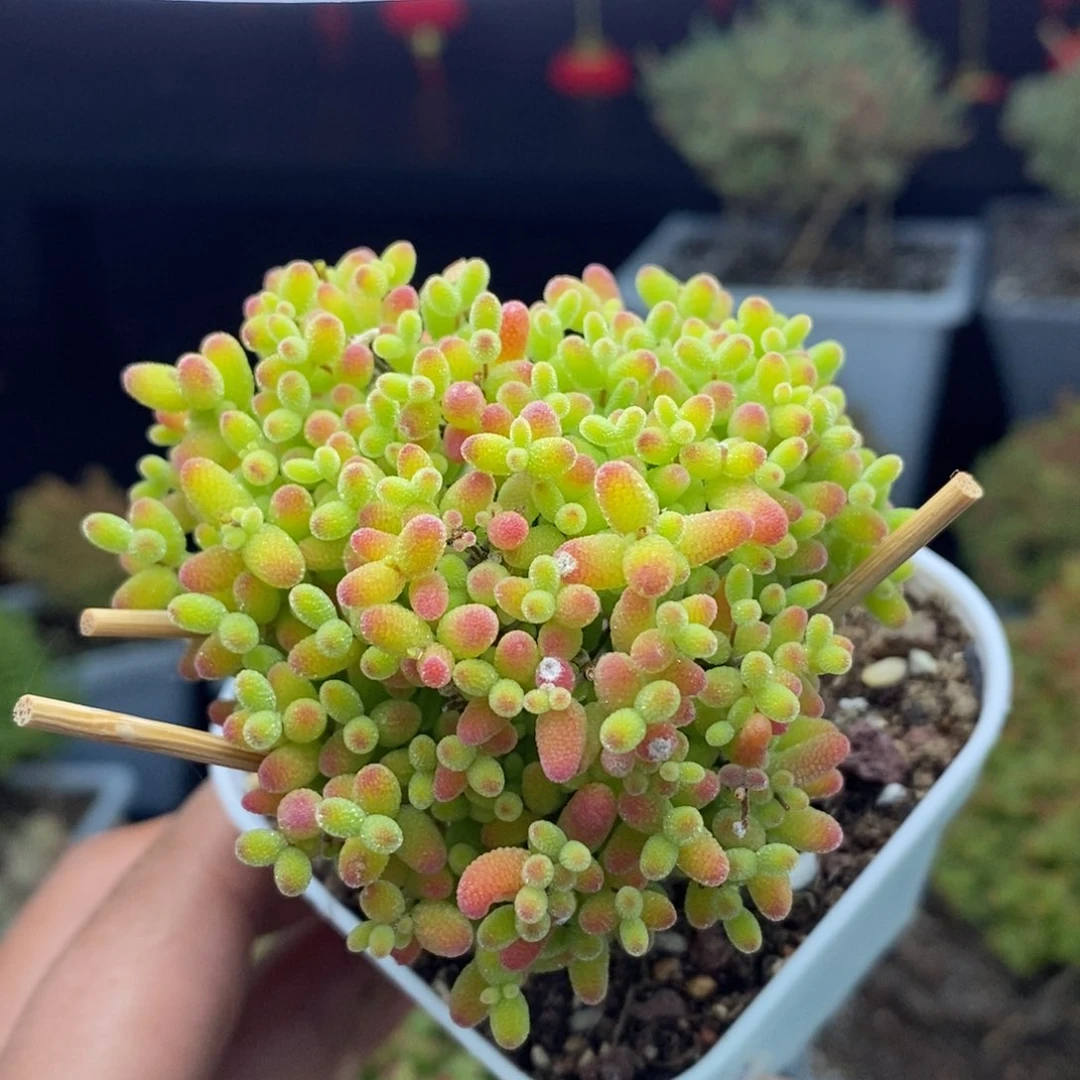 c8号蜜橘糖球枝干多肉