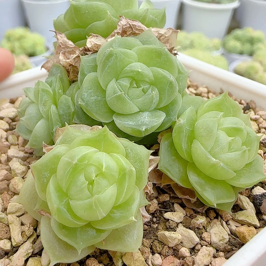 【闪购商品】0915-18散的