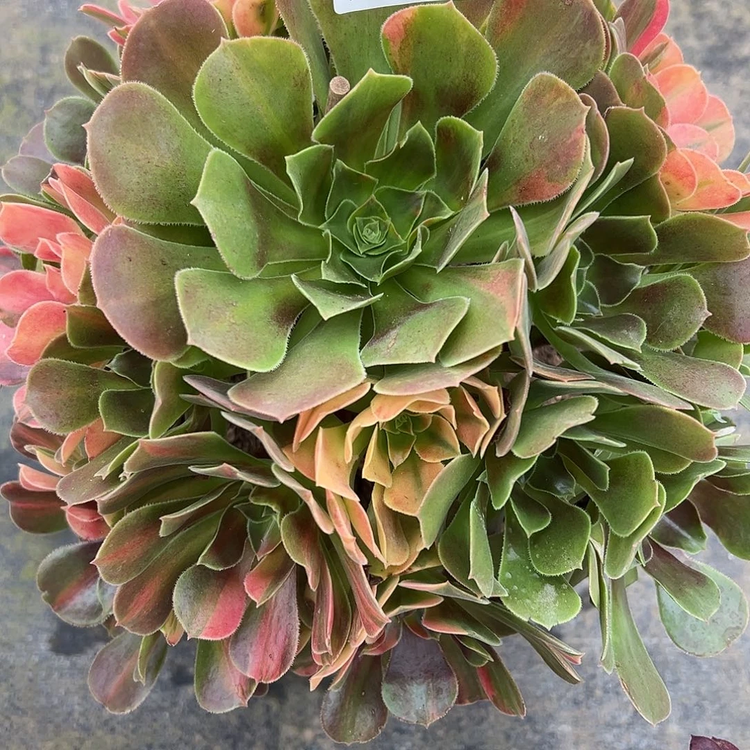 031韶秀七彩多肉植物法师