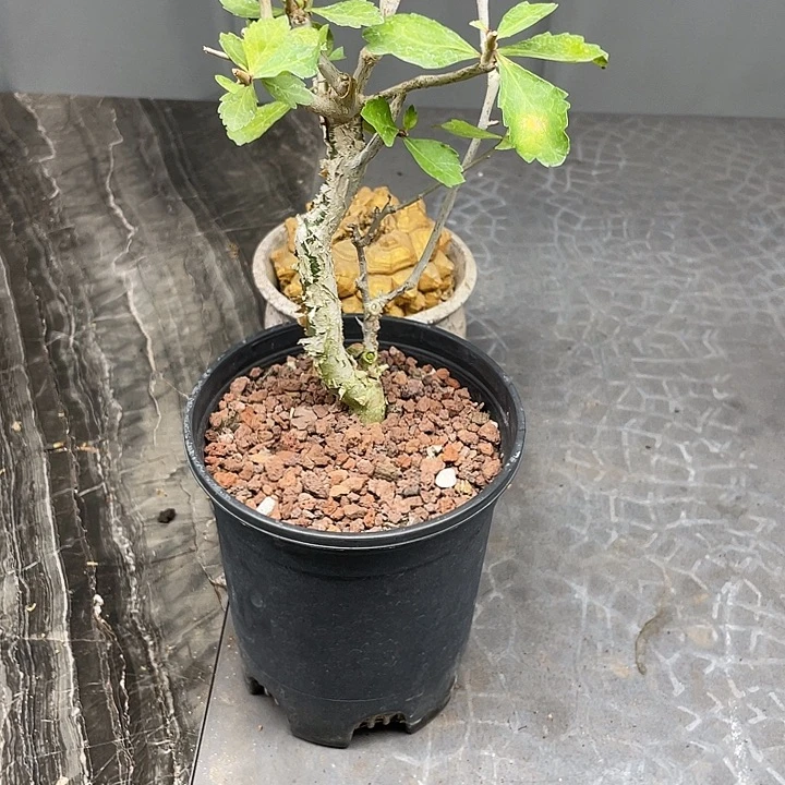 怀特没药橄榄特价福利