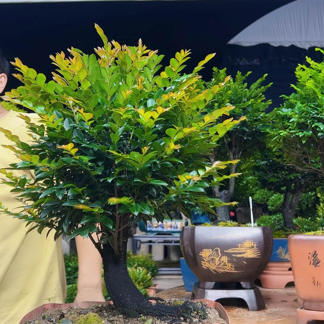 无花朵C****轻秀明园艺秀明圆艺