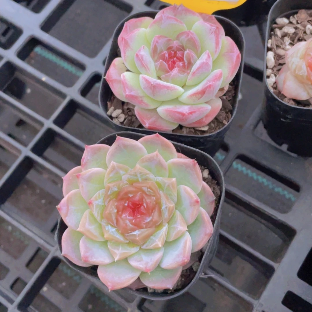 1188号 冰透精品白桃汽水加冰魄