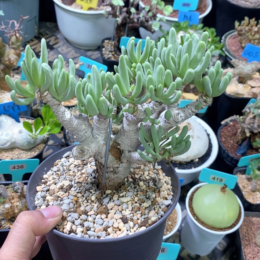 产地卡拉菲厚炖菊多肉植物