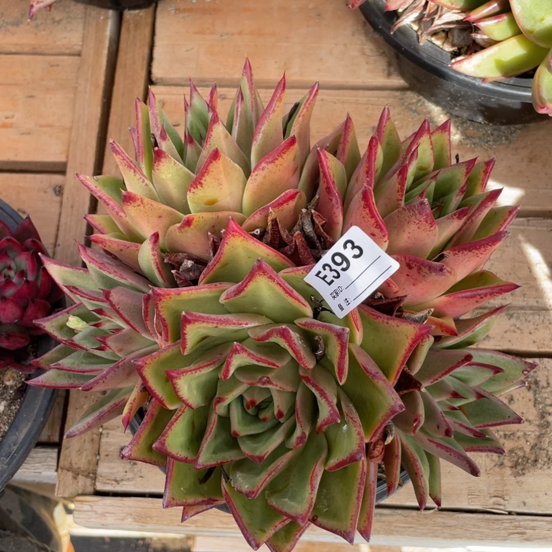 无花朵若如东云单拍E393