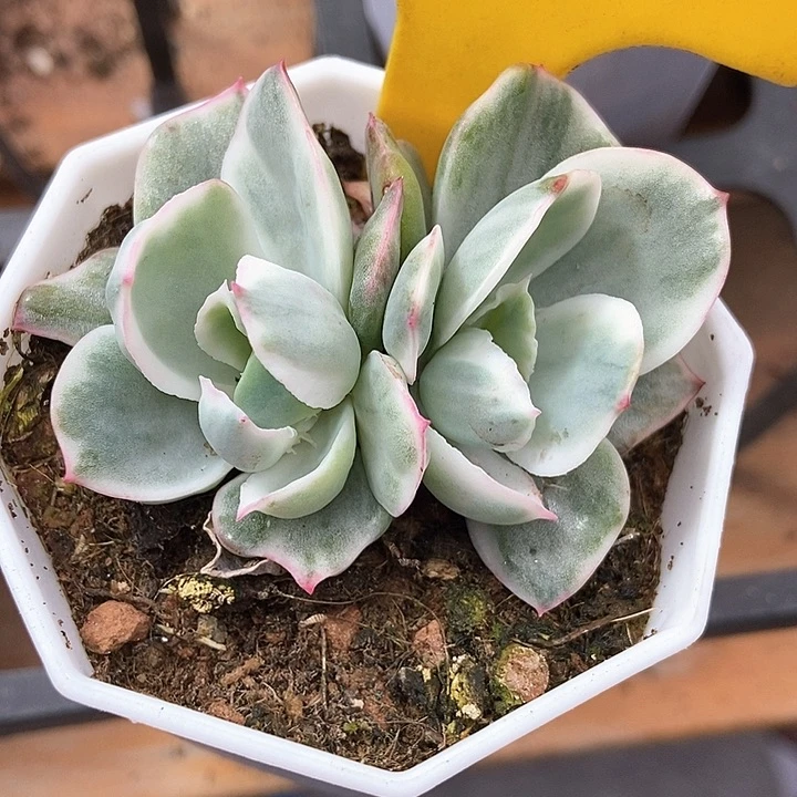 多肉植物伯克利锦1102