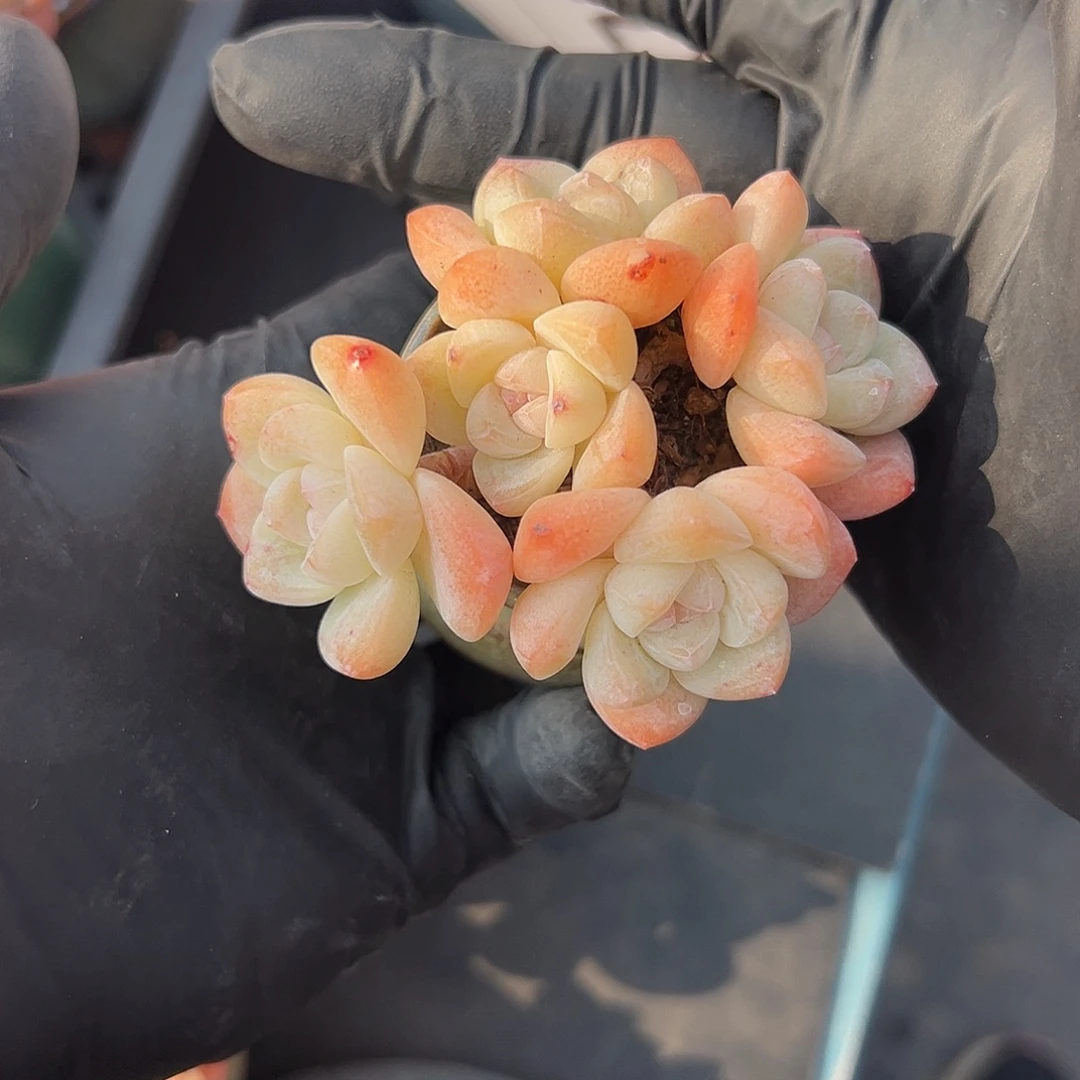 2911，五头冰玉带盆发