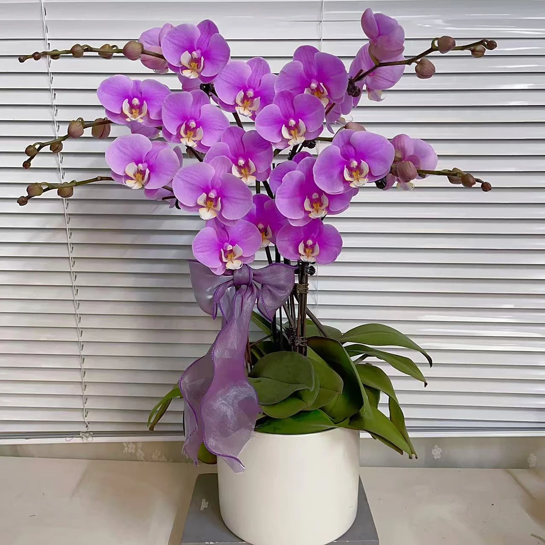 蝴蝶兰《安娜》六花剑  精品花花 懒人好养 新手花花3-6