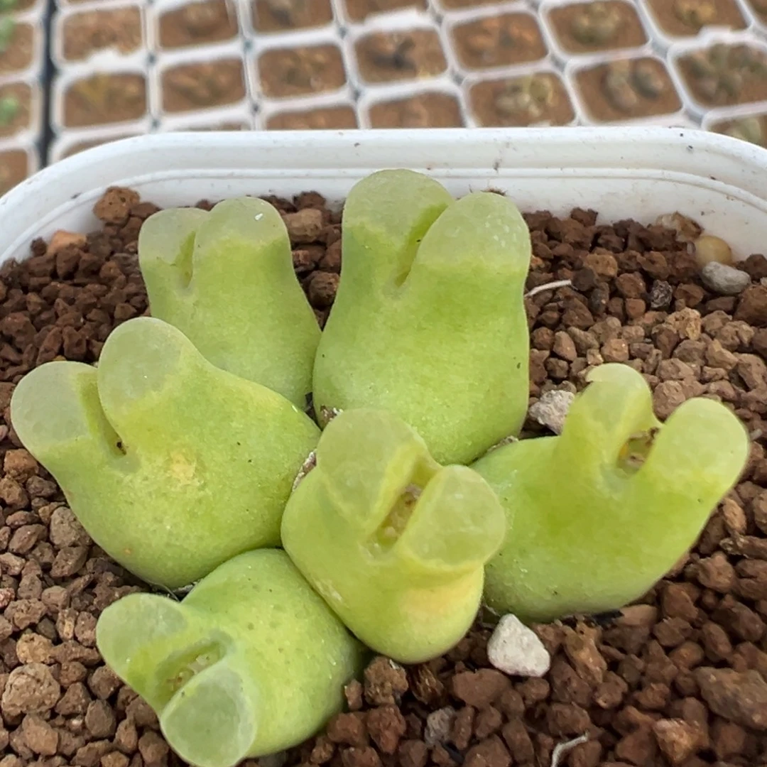 33多肉植物百科植物