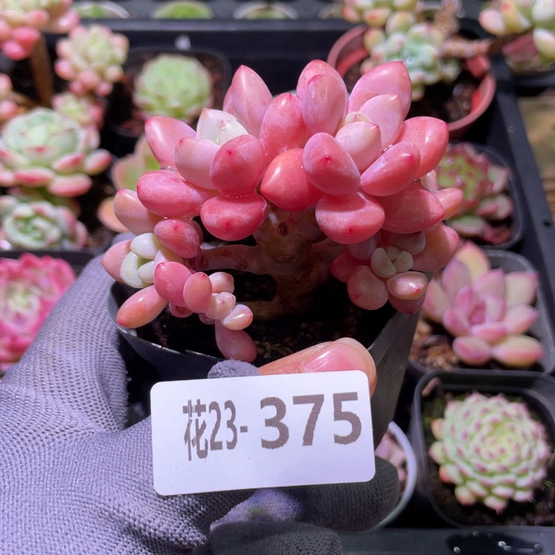 花利美23-375洛神