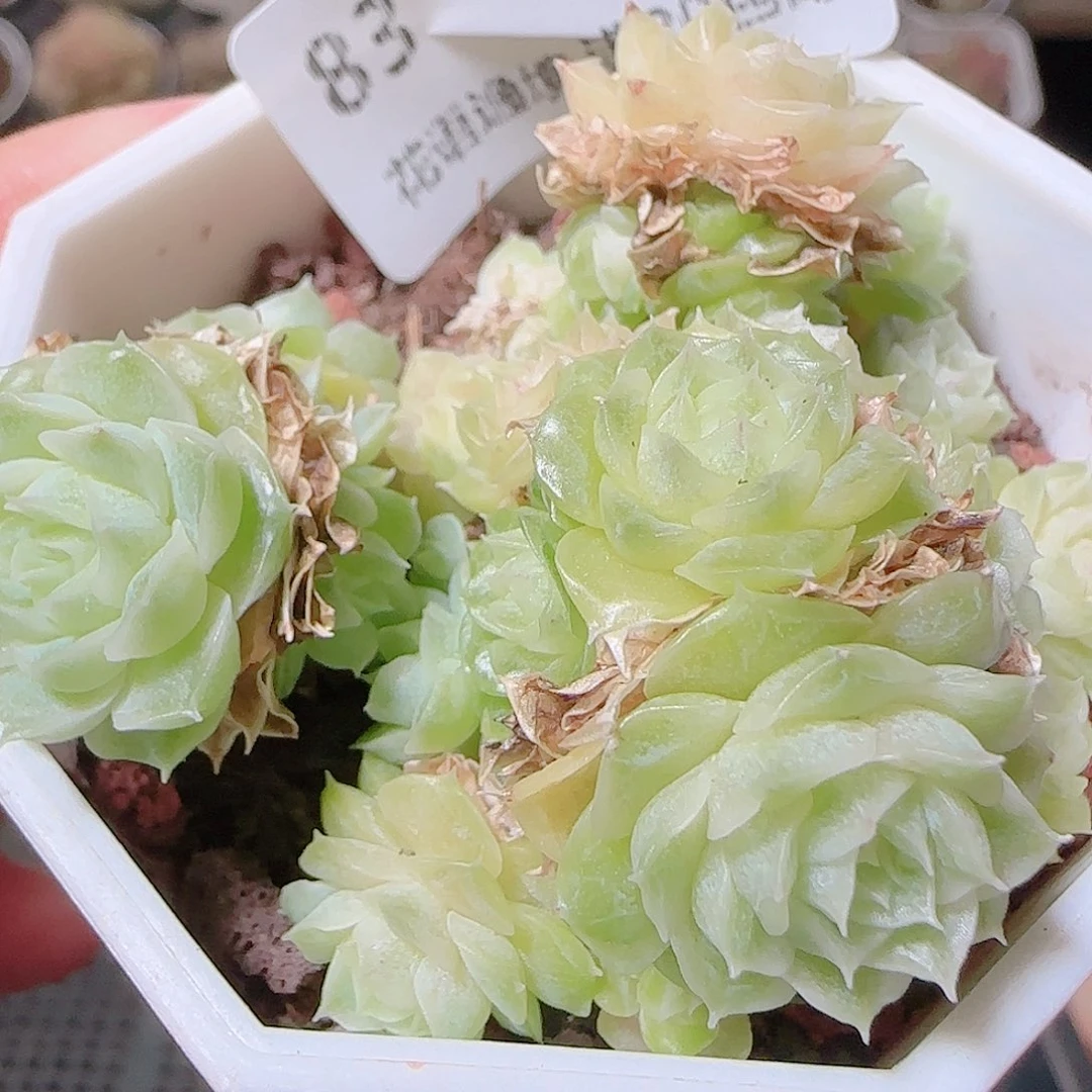 花语逸镜1124-83散