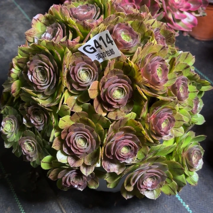 瑞妈一物一拍414