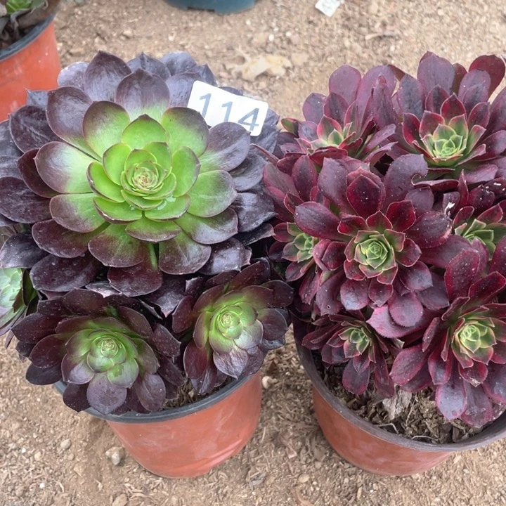 纯****114多肉植物组合