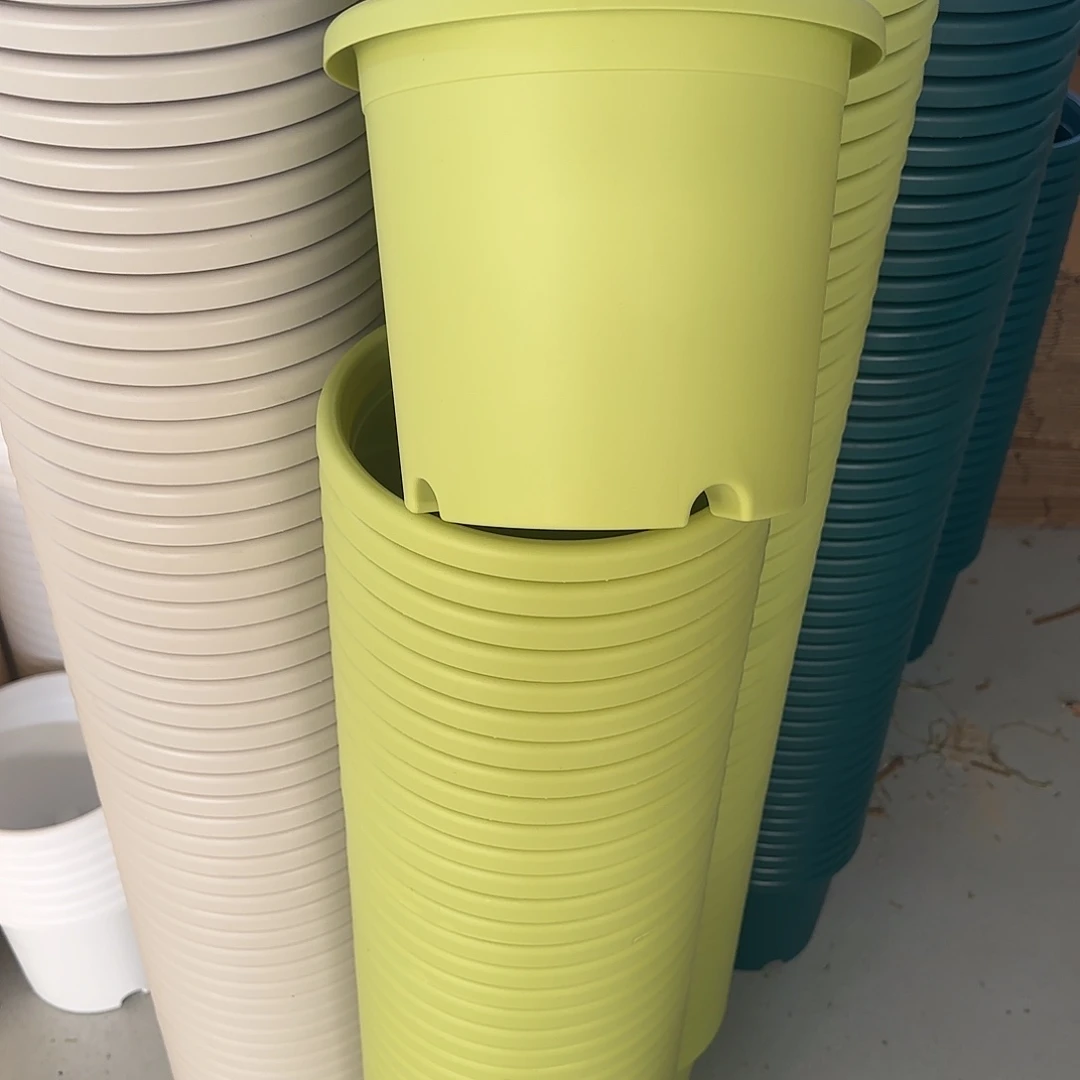 微瑕4号10个无托，果绿