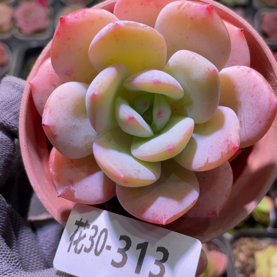 花利美30-313白月梦露